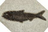 Detailed Fossil Fish (Knightia) - Wyoming #251873-1